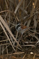 Vertical shot of a common reed bunting bird perched at dark base of golden Norfolk reed