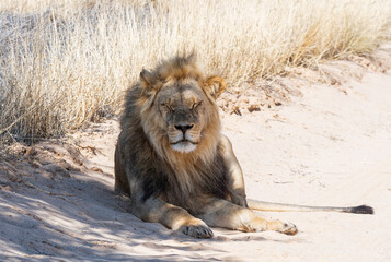 Male Lion
