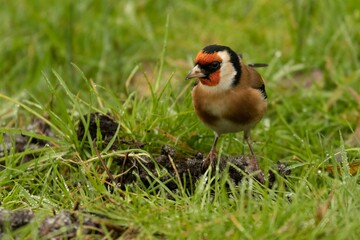 Closeup shot of a small Goldfinch bird on a green grass ground with a blur background