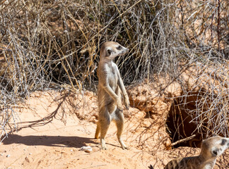 Meerkat