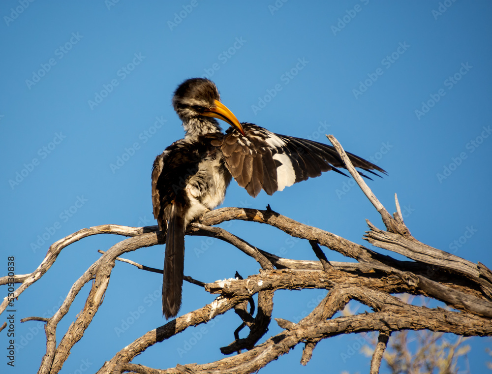 Sticker Yellow-billed Hornbill