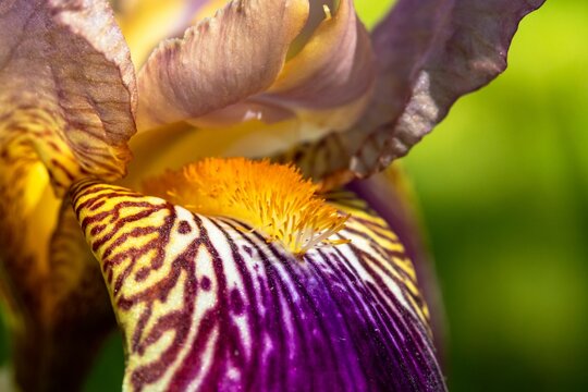 Macro Of A Purple Tiger Lily Flower.