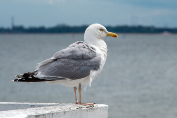 A large seagull on a concrete pier closeup. Seagull bird standing on concrete at the beach with a city background.