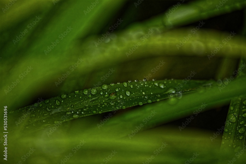 Poster macro view of dew on a grass in between other leaves