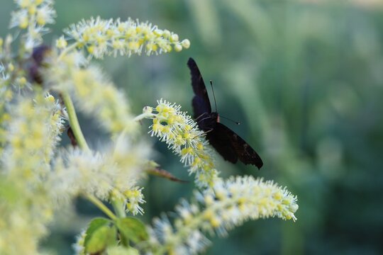 Actaea dahurica flower in the garden. Black cohosh.