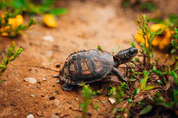 Baby Turtle crawling in Yard