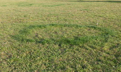 Fairy ring of higher grass