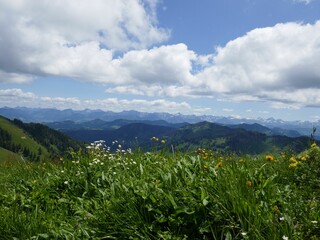 Meadow with flowers in Nagelfluhkette Nature Park, Hochgrat, Bavaria