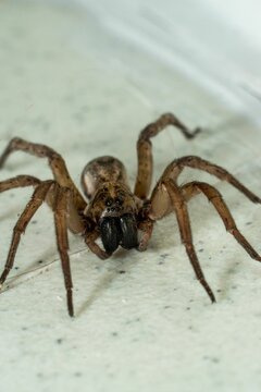 Vertical Shot Of A Carolina Wolf Spider