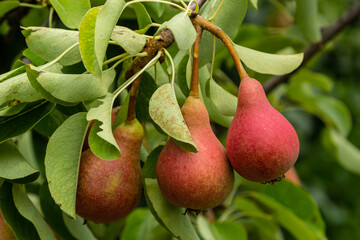 Pear tree Pyrus communis. Ripe pears on a tree in a garden. Close up