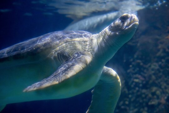 Closeup Shot Of A Sea Turtle. Virginia Aquarium