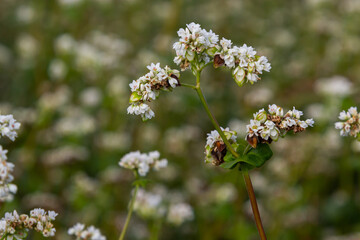 Buckwheat Fagopyrum esculentum in flower on the natural background. Cultivated plant. Macro.