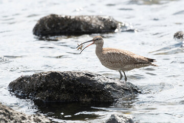Whimbrel caught crab with beak