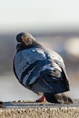 Vertical shot of a gray pigeon on a ledge