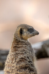 portrait d'un suricate en gros plan