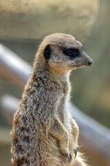 portrait d'un suricate en gros plan