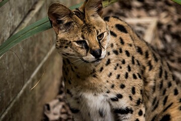 Beautiful shot of a cute serval