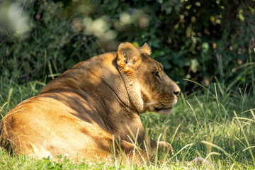 lionne allongé sur l'herbe dans un parc animalier
