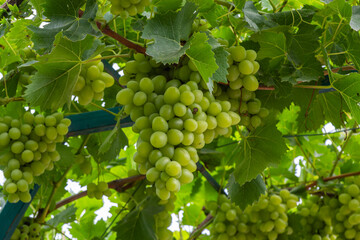 Juicy and tasty big bunches of ripe grapes on plantation bushes