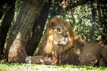 lion allongé sur l'herbe dans un parc animalier