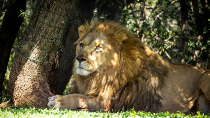lion allongé sur l'herbe dans un parc animalier