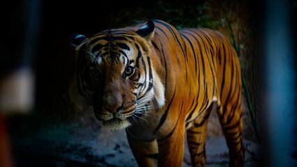 Shallow focus shot of Bengal tiger standing in its enclosure at the zoo with dark blur background