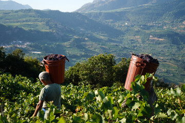 Workers carrying buckets of freshly harvested grapes on their shoulders. 