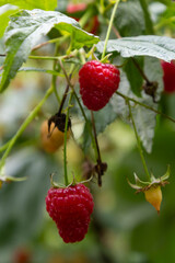 Fruits of raspberry and green leaves on a bush branch