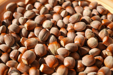 Hazelnut in shell. Fresh organic filbert. Nuts macro. Food background.