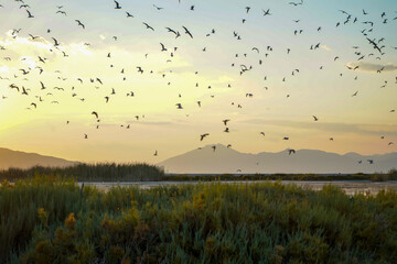Plakat flock of birds flying at sunset over ornithological bay