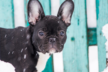 Funny dog french bulldog puppy close-up in the snow with falling snowflakes.