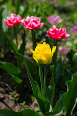 Obraz na płótnie Canvas Spring tulips in garden yellow flowers green background