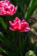 Spring tulips in garden pink flowers on green background blooming