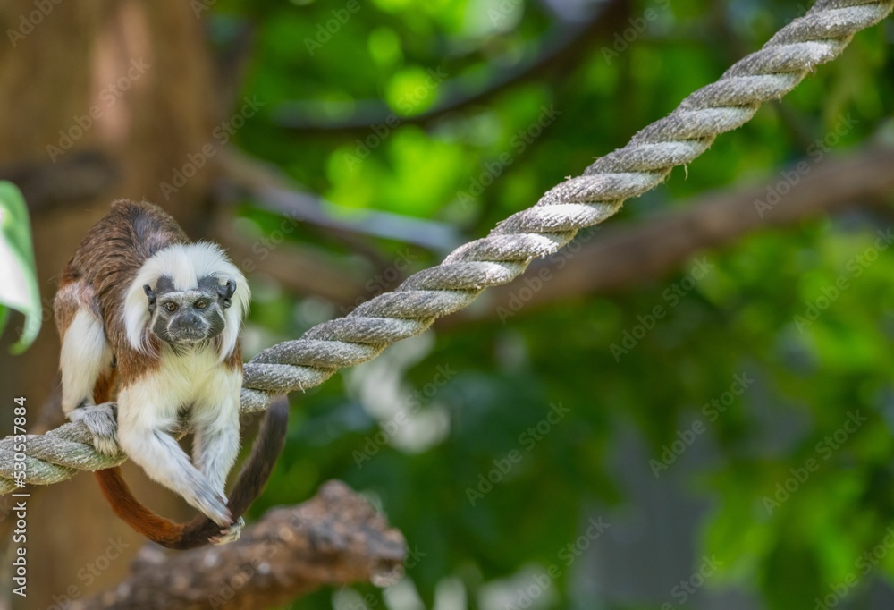 Poster cotton-top tamarin (saguinus oedipus) on a rope in a zoo