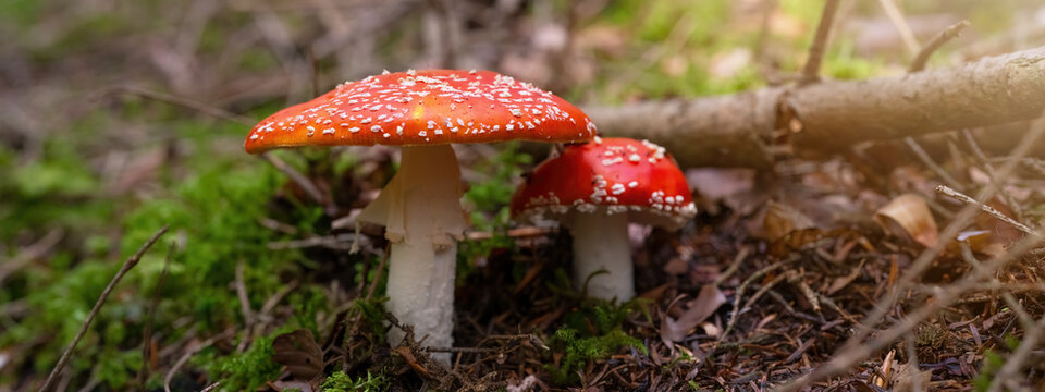 Mushrooms in the forest - Beautiful red toadstool Amanita muscaria in the black forest with fresh green moss and morning sun