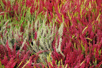 Multicolored heather flowers bloom in a flower pot. Green, pink, purple and white. Calluna vulgaris. Garden.
