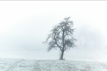 Lonely tree in an open field on a foggy winter day