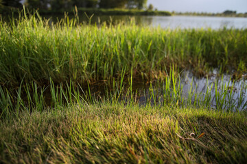 Close up of green grass with blue water and blurred background.