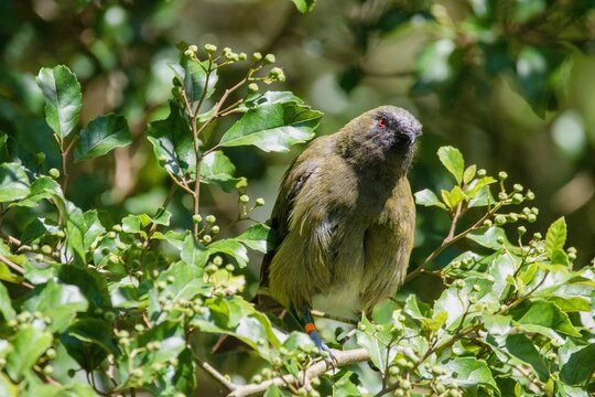 New Zealand bellbird (Anthornis melanura) in green foliage