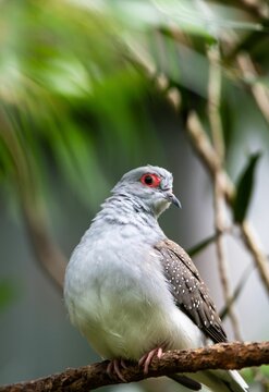 Diamond dove (Geopelia cuneata) on a branch