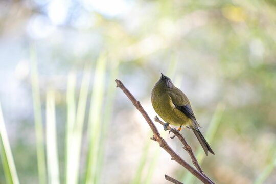 New Zealand bellbird (Anthornis melanura) on a branch