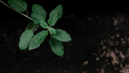 Ocimum tenuiflorum commonly known as holy basil, tulsi or tulasi on natural dark background. Low key photography. - obrazy, fototapety, plakaty