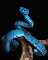 Blue viper snake in close up
