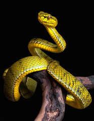 Yellow viper snake in close up