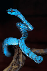 Blue viper snake in close up
