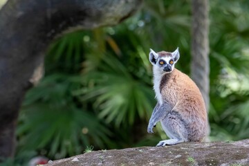 Fototapeta premium Ring-tailed lemur in the jungle