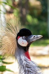 Vertical shot of a gray crowned crane