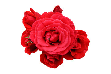 red rose isolated from the background, in the background five developing rose buds, png file