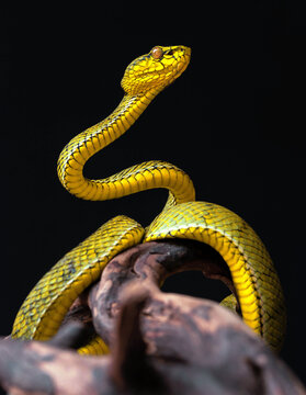 Yellow viper snake in close up
