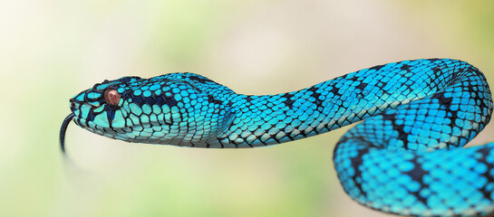 Blue viper snake in close up
